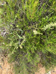Galium gaudichaudii