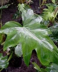 Philodendreae