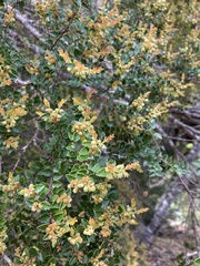 Nothofagus cunninghamii