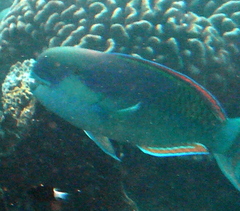 Chlorurus strongylocephalus