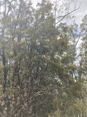 Nothofagus cunninghamii