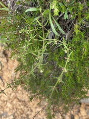 Galium gaudichaudii