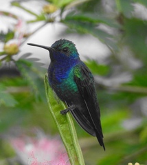 Chrysuronia coeruleogularis