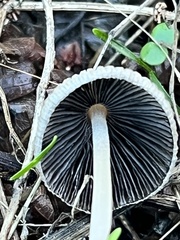Setulosi