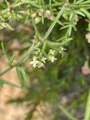 Galium gaudichaudii