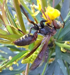 Fuscopolistes