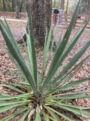 Yucca