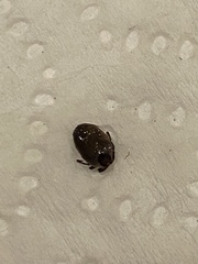 Ixodidae