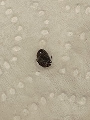 Ixodidae