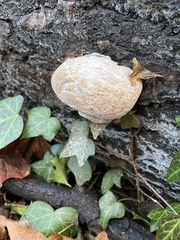 Fomitopsis betulina