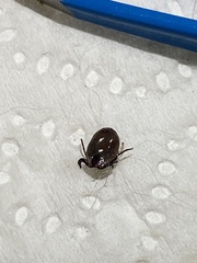 Ixodidae