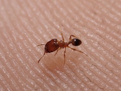 Pheidole navigans