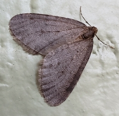 Operophtera