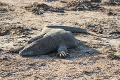 Varanus komodoensis