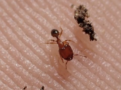 Pheidole navigans