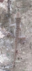 Sauria