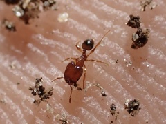Pheidole navigans