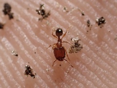 Pheidole navigans