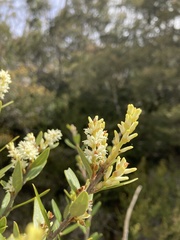 Orites diversifolius