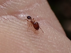Pheidole navigans