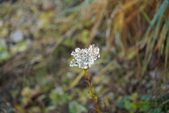 Achillea millefolium