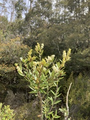 Orites diversifolius