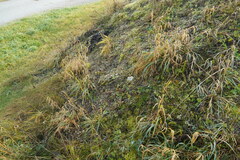 Achillea millefolium