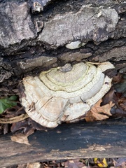 Ganoderma megaloma