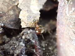 Pheidole navigans