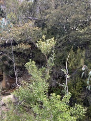 Orites diversifolius