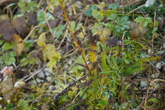 Achillea millefolium