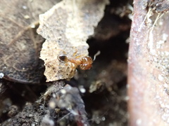 Pheidole navigans