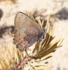 Callophrys augustinus