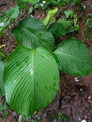 Calathea