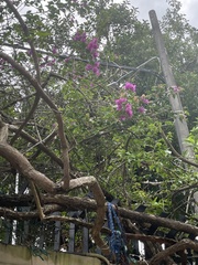 Bougainvillea glabra