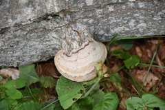 Fomes fomentarius