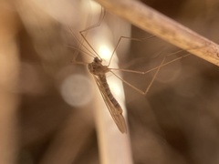Trichocera