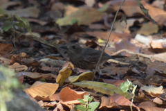 Pachycephala fulvotincta