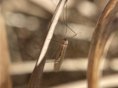 Trichocera