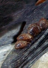 Cimex pilosellus