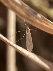 Trichocera