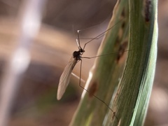 Trichocera