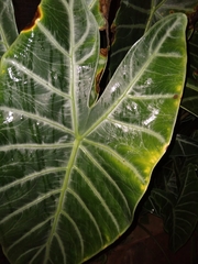Alocasia amazonica