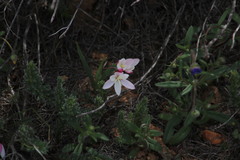 Hesperantha cucullata