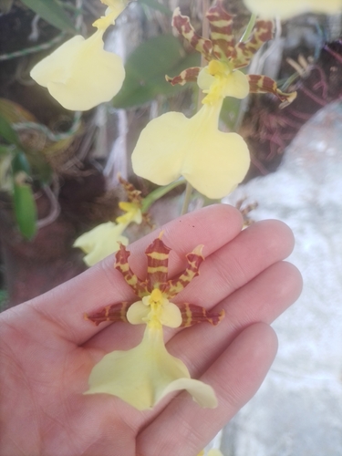 Flower of dead (Oncidium tigrinum)