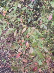 Vaccinium elliottii