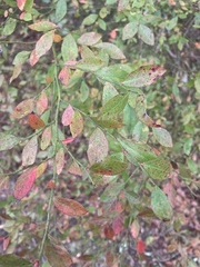 Vaccinium elliottii