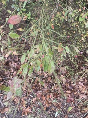 Vaccinium elliottii