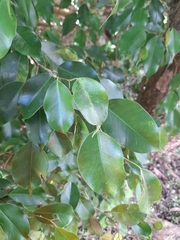 Ficus benjamina