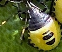 Biprorulus bibax